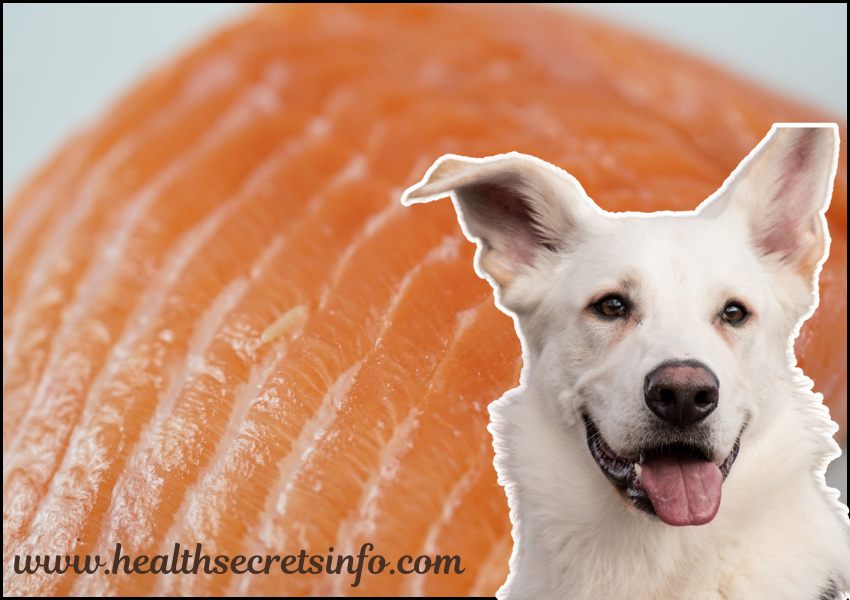 can dogs eat salmon