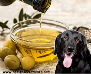 can dogs eat olives